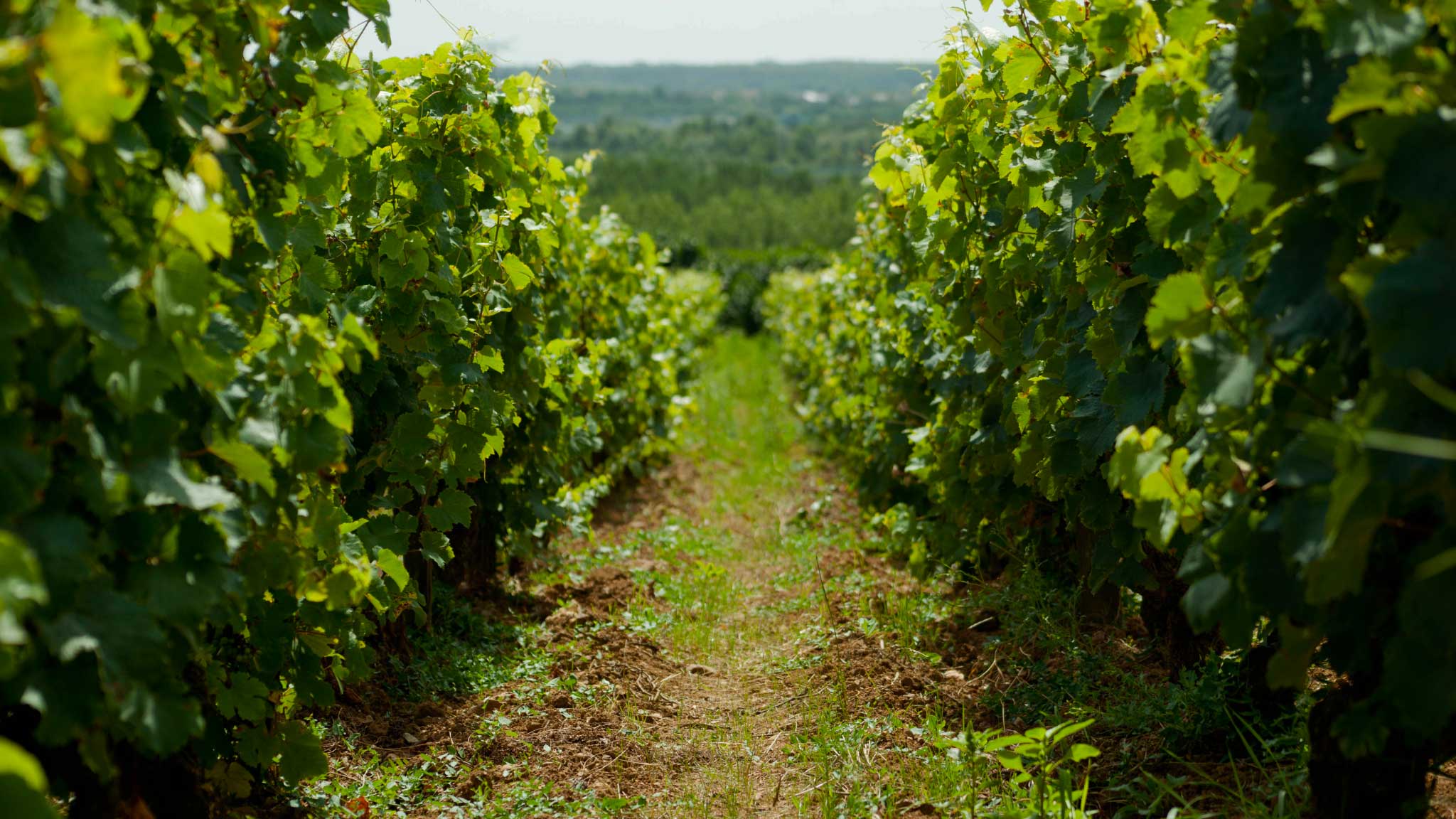 domaine-jean-marc-gilet-vignes